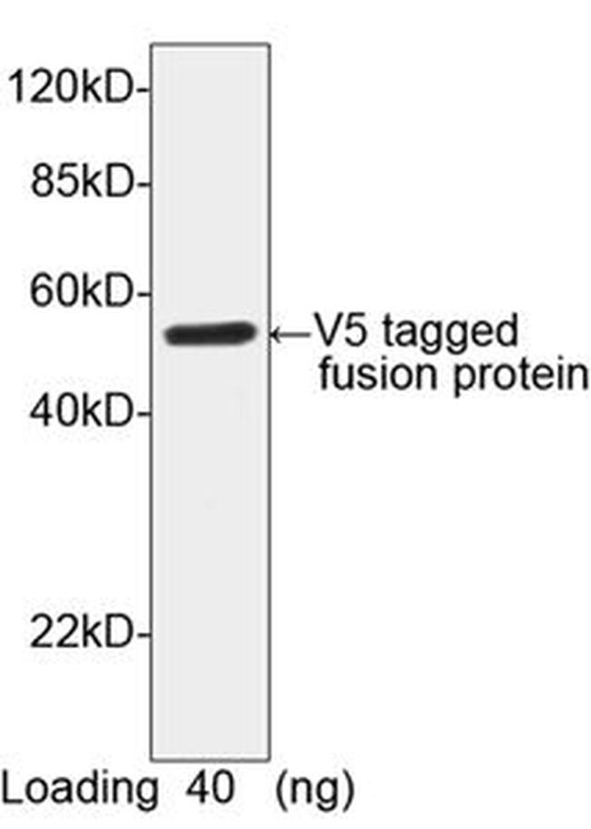 V5-tag Polyclonal Antibody (A00623-40)