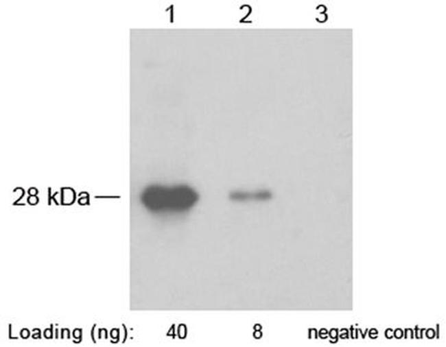 SNAP-tag Antibody in Western Blot (WB)