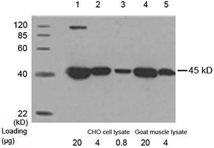 beta Actin Antibody in Western Blot (WB)