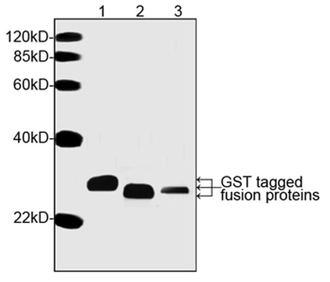 GST Antibody in Western Blot (WB)
