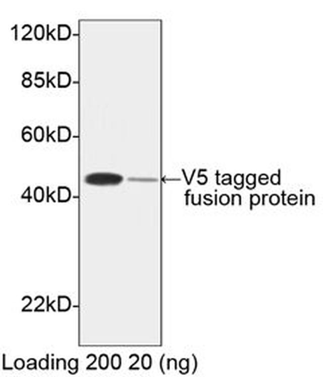 V5-tag Polyclonal Antibody, HRP (A00877-40)