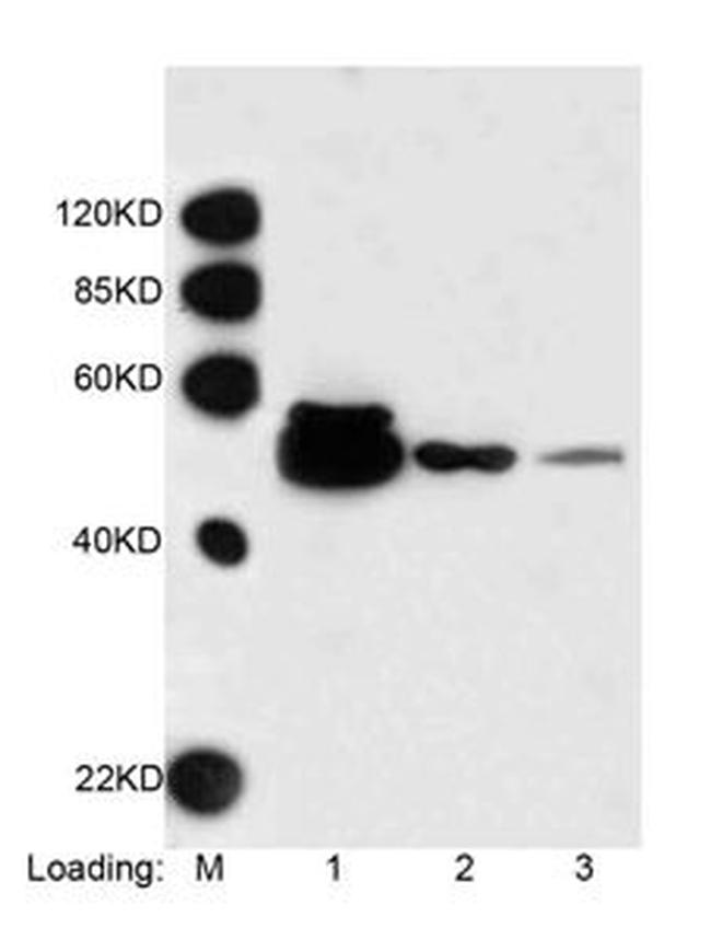 DYKDDDDK Tag Antibody in Western Blot (WB)