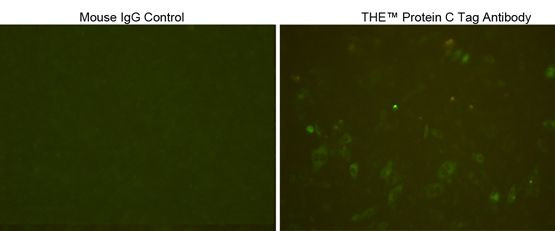 Protein C Tag Antibody in Immunocytochemistry (ICC/IF)