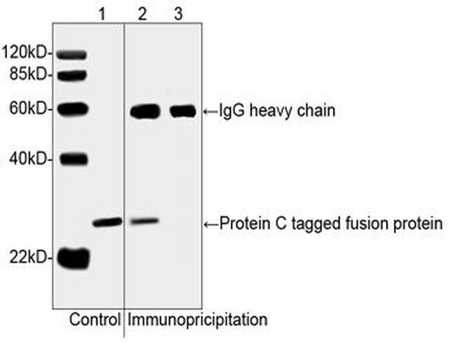 Protein C Tag Antibody in Western Blot (WB)