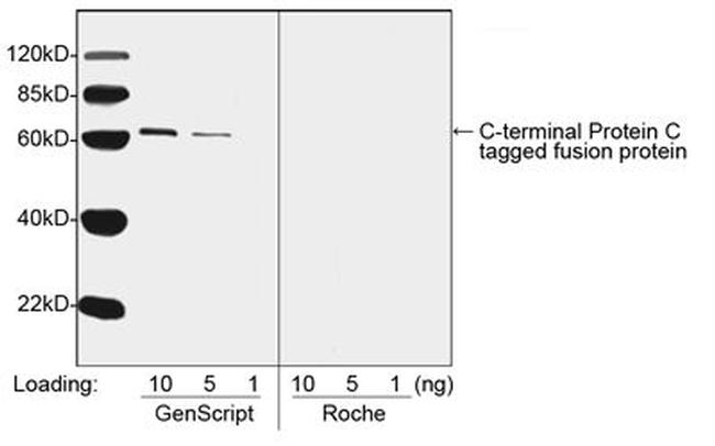 Protein C Tag Antibody in Western Blot (WB)