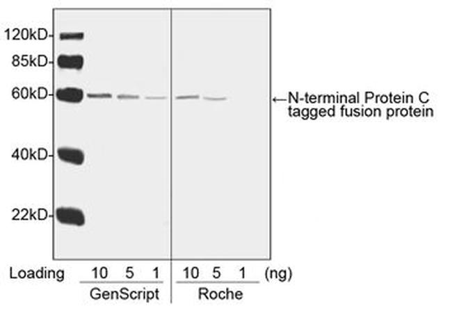 Protein C Tag Antibody in Western Blot (WB)