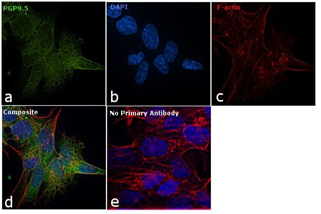 Rabbit IgG (H+L) Highly Cross-Adsorbed Secondary Antibody in Immunocytochemistry (ICC/IF)