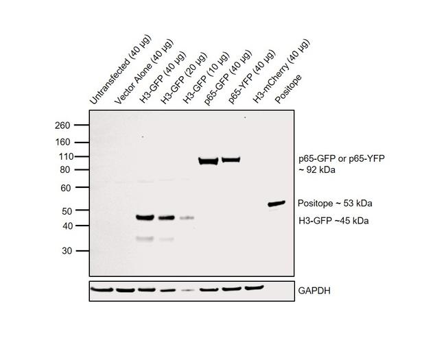 GFP Polyclonal Antibody, HRP (A10260)