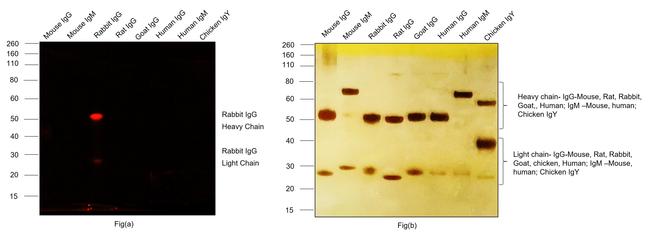 Goat Anti-Rabbit IgG (H+L) Secondary Antibody, Cy3 Conjugated