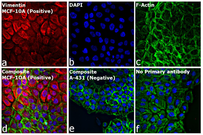 Rabbit IgG (H+L) Cross-Adsorbed Secondary Antibody in Immunocytochemistry (ICC/IF)