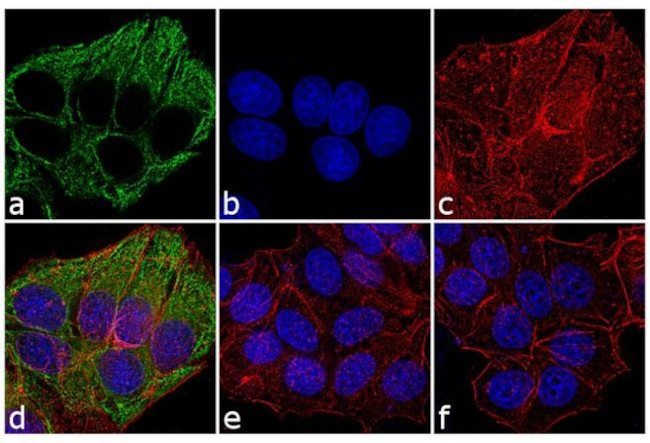 Mouse IgG, IgM (H+L) Secondary Antibody in Immunocytochemistry (ICC/IF)