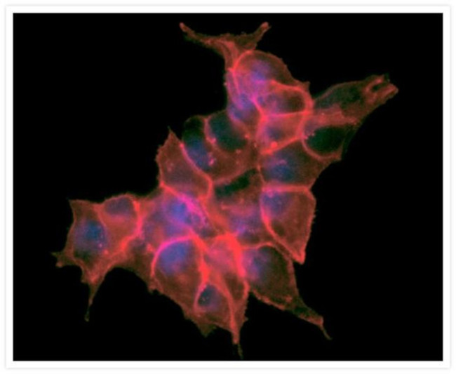 Mouse IgG (H+L) Cross-Adsorbed Secondary Antibody in Immunocytochemistry (ICC/IF)