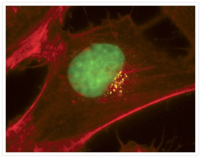 Mouse IgG (H+L) Cross-Adsorbed Secondary Antibody in Immunocytochemistry (ICC/IF)