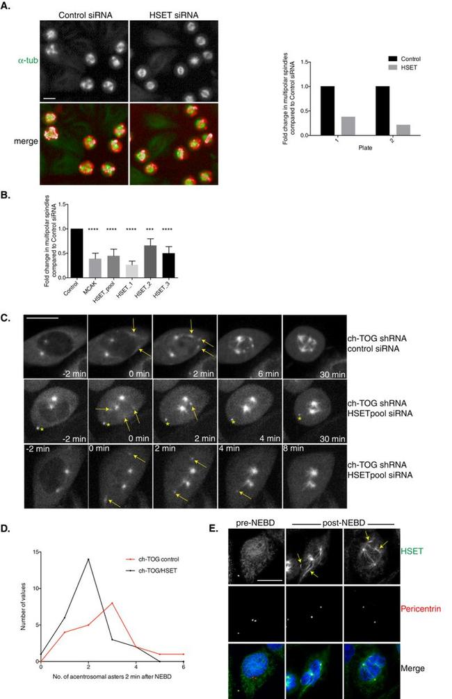 alpha Tubulin Antibody in Immunocytochemistry (ICC/IF)