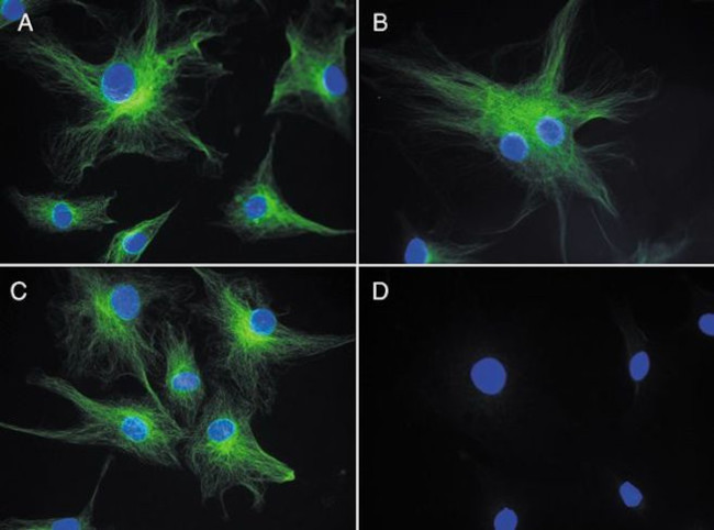 alpha Tubulin Antibody in Immunocytochemistry (ICC/IF)