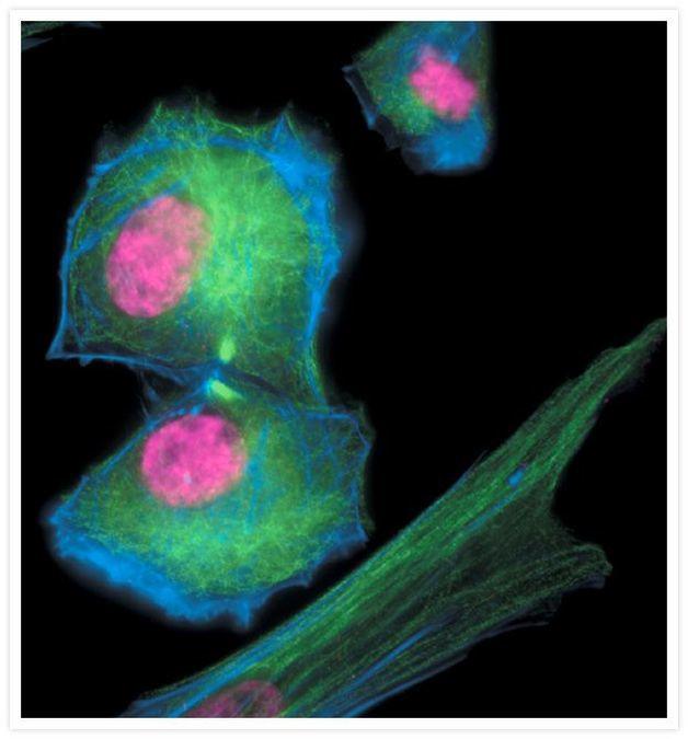 alpha Tubulin Antibody in Immunocytochemistry (ICC/IF)