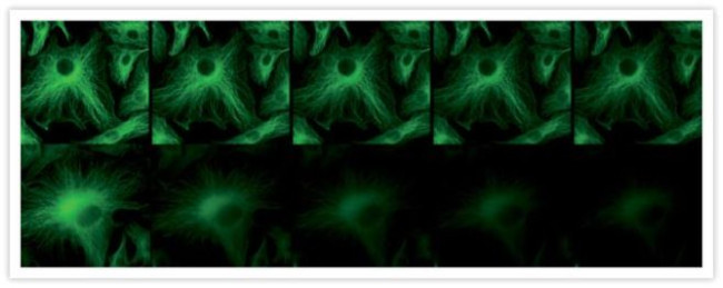 alpha Tubulin Antibody in Immunocytochemistry (ICC/IF)