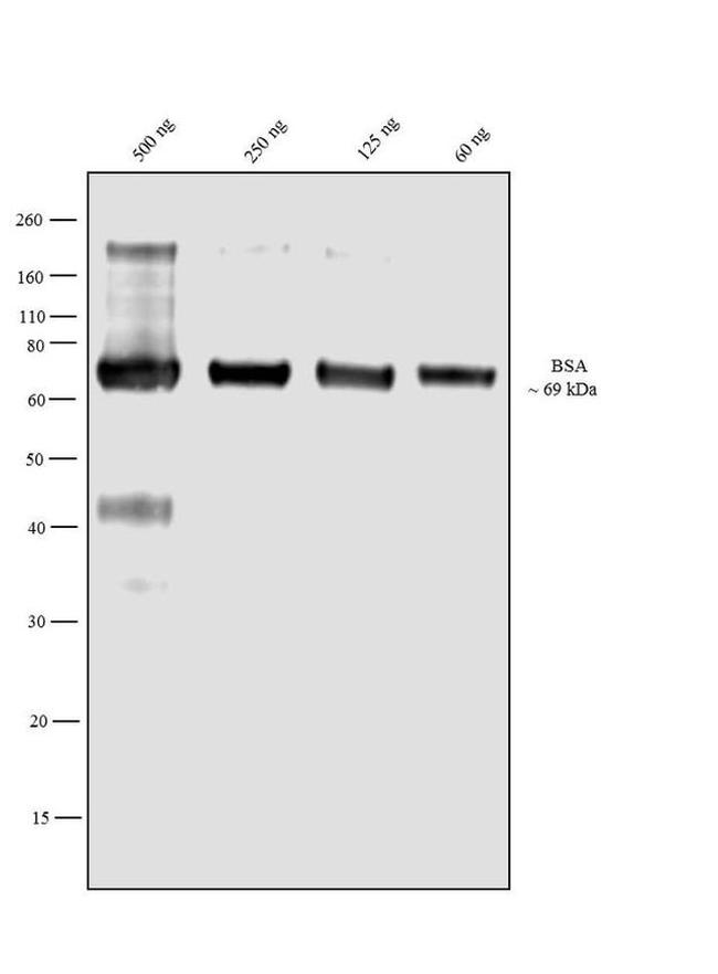 Bovine Serum Albumin Antibody (A11133)