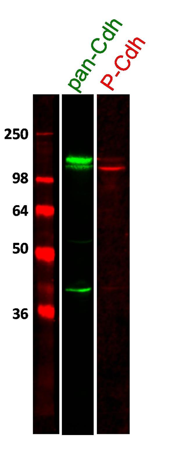 Rabbit IgG (H+L) Highly Cross-Adsorbed Secondary Antibody in Western Blot (WB)