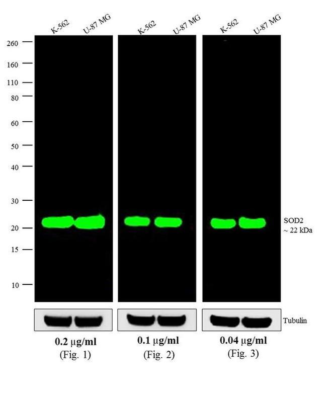 Mouse IgG (H+L) Highly Cross-Adsorbed Secondary Antibody in Western Blot (WB)