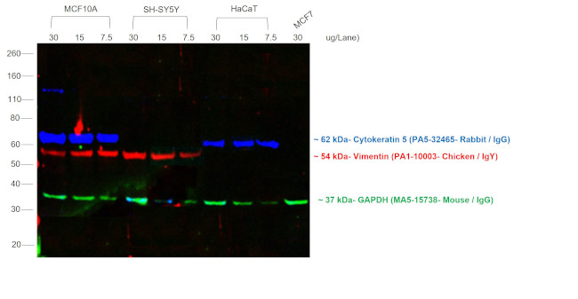 Rabbit IgG (H+L) Highly Cross-Adsorbed Secondary Antibody in Western Blot (WB)