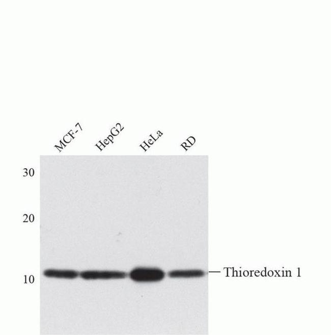 Thioredoxin 1 Antibody in Western Blot (WB)