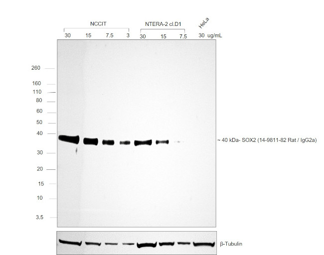 Rat Kappa Light Chain Secondary Antibody in Western Blot (WB)