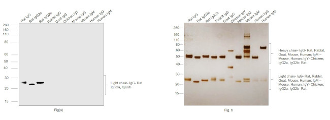 Rat Kappa Light Chain Secondary Antibody in Western Blot (WB)