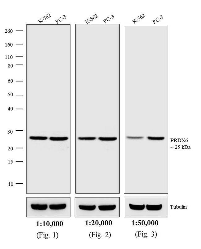 Rabbit IgG (H+L) Highly Cross-Adsorbed Secondary Antibody in Western Blot (WB)