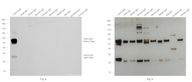 Llama IgG (H+L) Secondary Antibody in Western Blot (WB)