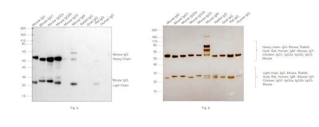 Mouse IgG (H+L) Cross-Adsorbed Secondary Antibody in Western Blot (WB)