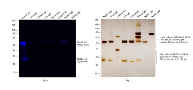 Rabbit IgG (H+L) Secondary Antibody in Western Blot (WB)