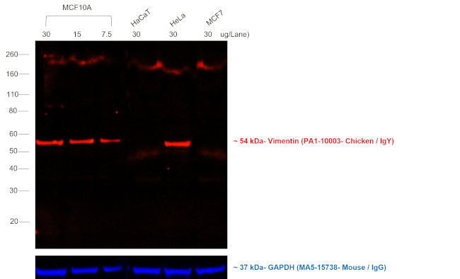 Chicken IgY (H+L) Secondary Antibody in Western Blot (WB)