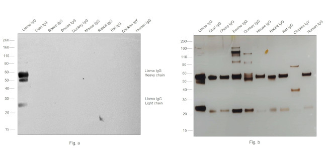 Llama IgG (H+L) Secondary Antibody