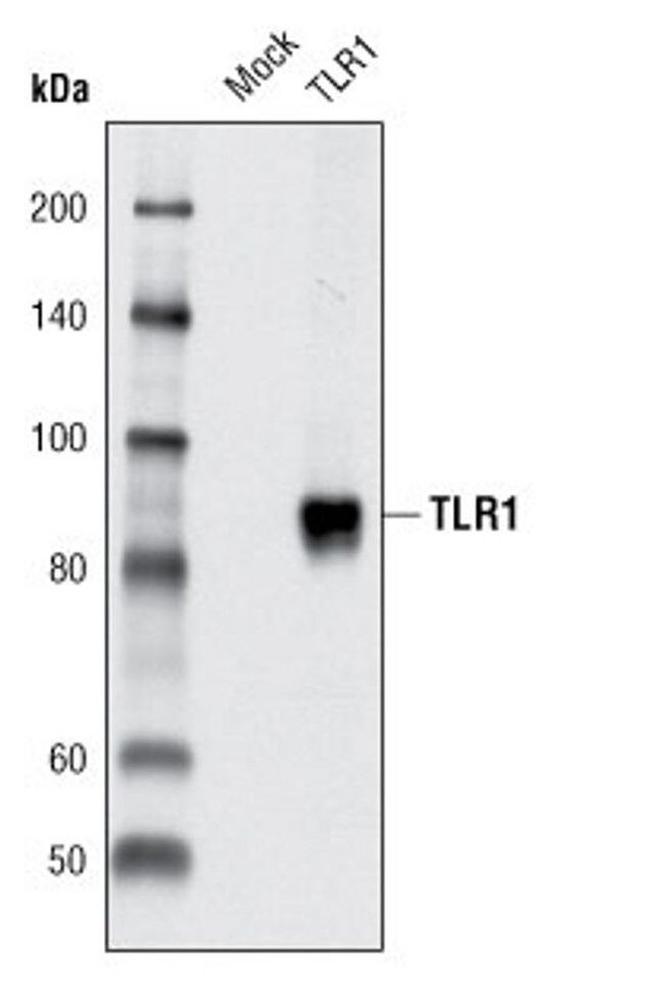 TLR1 Antibody in Western Blot (WB)