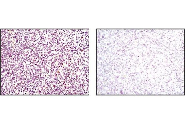 p35 Antibody in Immunohistochemistry (Paraffin) (IHC (P))