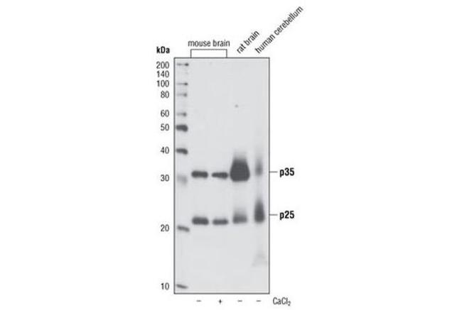 p35 Antibody in Western Blot (WB)