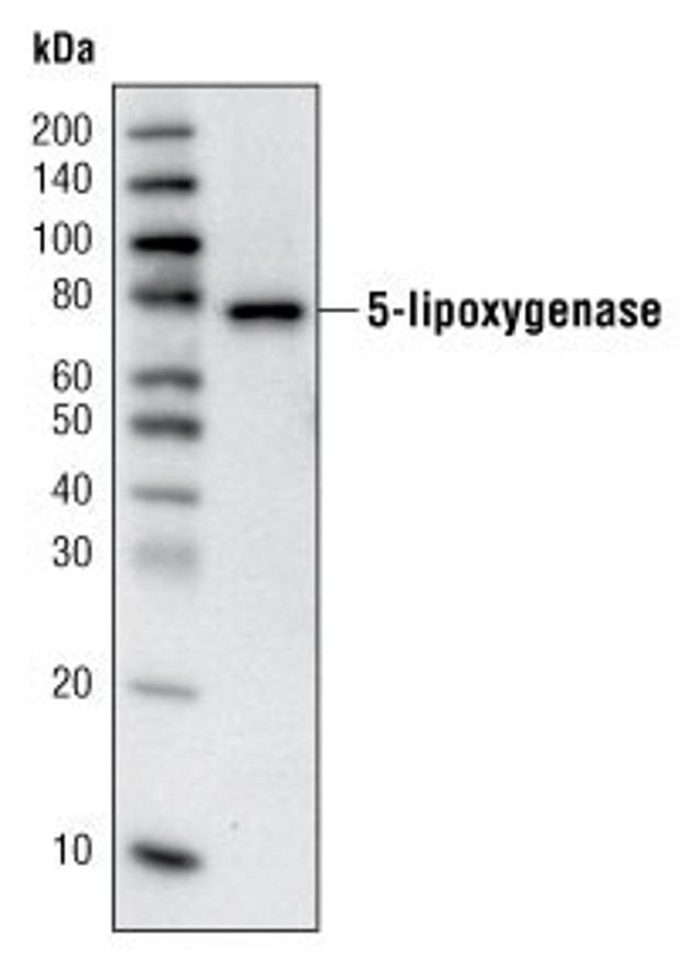 ALOX5 Antibody in Western Blot (WB)