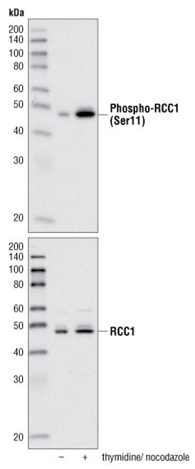 Phospho-RCC1 (Ser11) Antibody in Western Blot (WB)