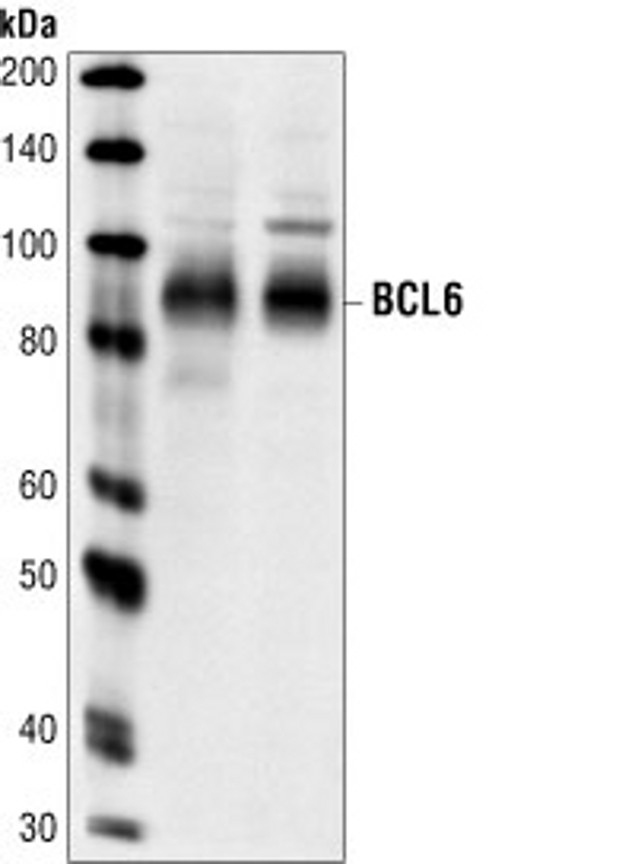 BCL6 Antibody in Western Blot (WB)