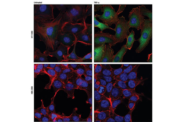 TRAF1 Antibody in Immunocytochemistry (ICC/IF)