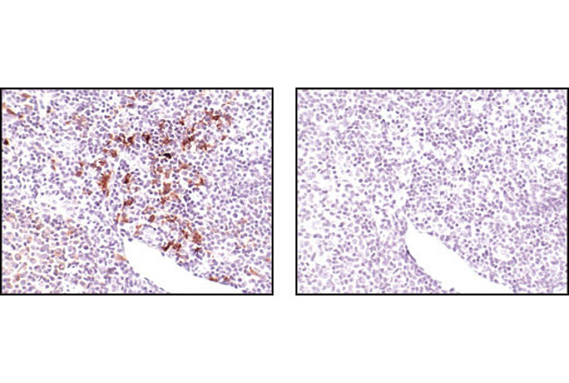 TRAF1 Antibody in Immunohistochemistry (Paraffin) (IHC (P))