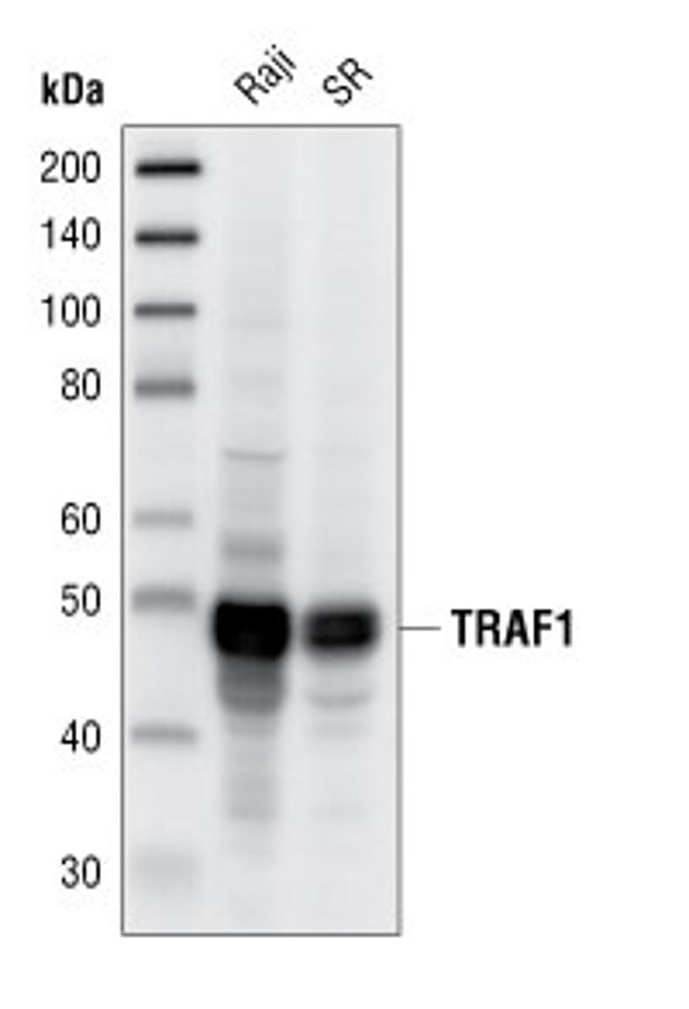 TRAF1 Antibody in Western Blot (WB)