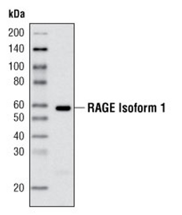 RAGE Antibody in Western Blot (WB)