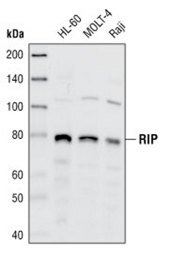 RIP1 Antibody in Western Blot (WB)