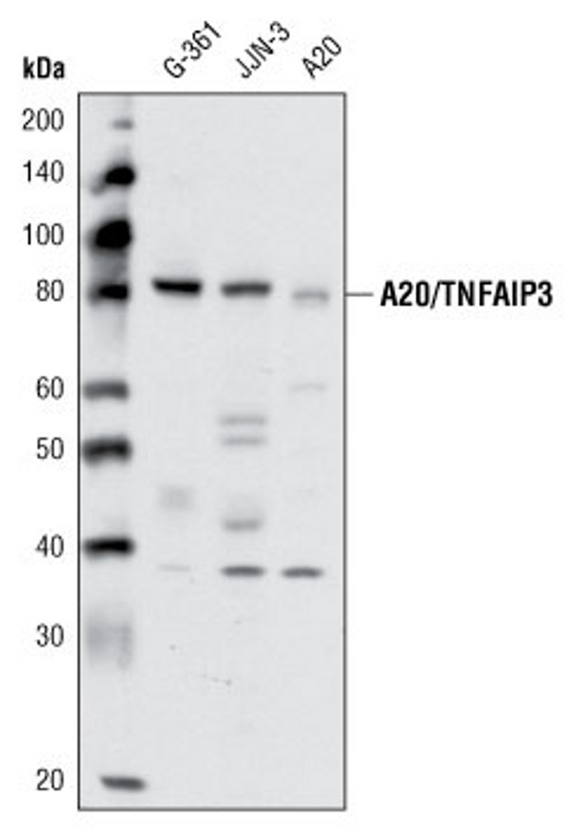 A20 Antibody in Western Blot (WB)