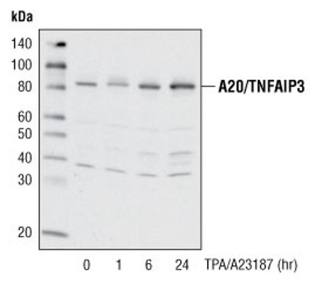 A20 Antibody in Western Blot (WB)