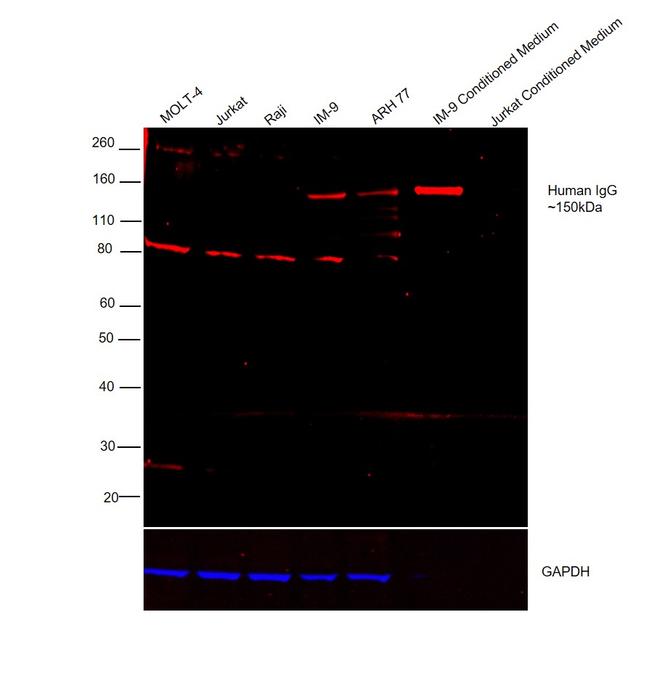 Human IgG Fc Cross-Adsorbed Secondary Antibody in Western Blot (WB)