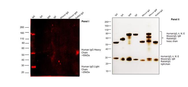 Human IgG Fc Cross-Adsorbed Secondary Antibody in Western Blot (WB)