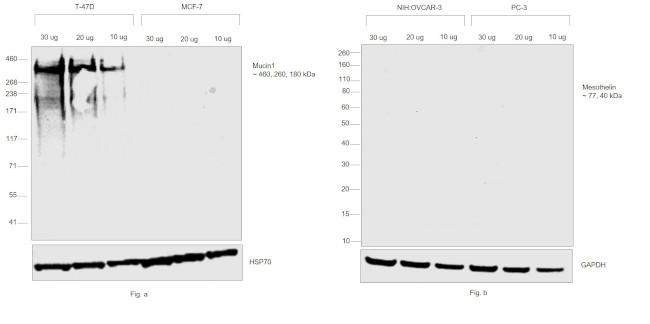 Human Kappa Light Chain Secondary Antibody